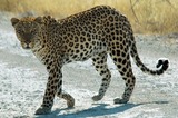 Wild Cats