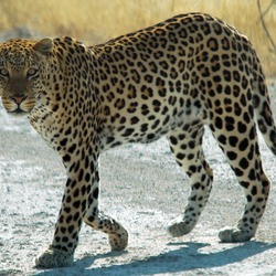 Leopard Cat Image Namibie africa