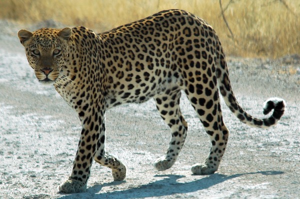 Leopard Cat Image Namibie africa
