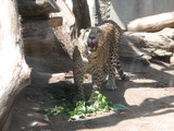 Leopard Cat Image Panthera pardus kotiya zoo