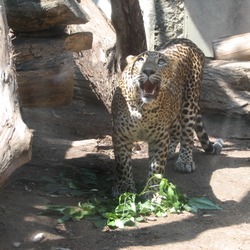 Leopard Cat Image Panthera pardus kotiya zoo