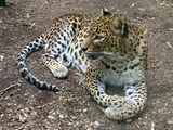 Wild Cats