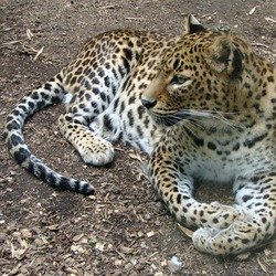 Leopard Cat Image Panthera pardus kotiya