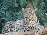 Leopard Cat Image Persian Wild