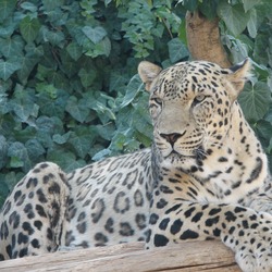 Leopard Cat Image Persian Wild