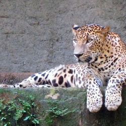 Leopard Ragunan Zoo