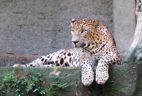 Leopard Ragunan Zoo