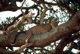 Leopard Photo Gallery