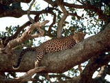 Leopard Cat Image climb tree resting