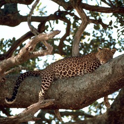 Leopard Cat Image climb tree resting