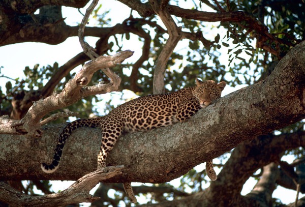 Leopard Cat Image climb tree resting