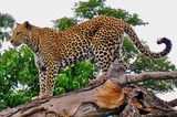 Leopard Photo Gallery
