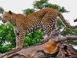 Leopard Cat Image climb wild