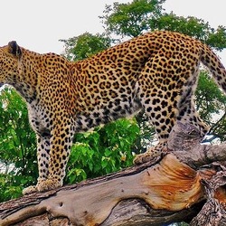 Leopard Cat Image climb wild