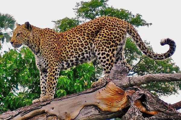 Leopard Cat Image climb wild