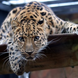 Leopard Cat Image curious Colchester Zoo