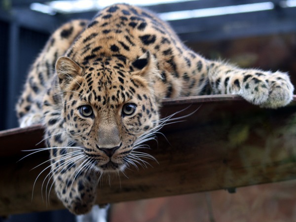 Leopard Cat Image curious Colchester Zoo
