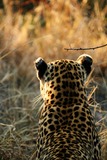 Leopard Photo Gallery