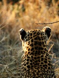 Leopard Cat Image female rear head
