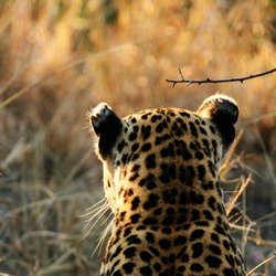 Leopard Cat Image female rear head