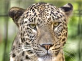 Leopard Cat Image head portrait Panthera pardus