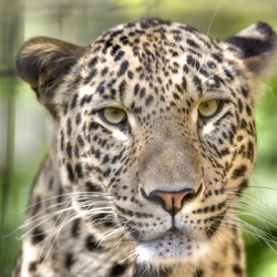 Leopard Cat Image head portrait Panthera pardus