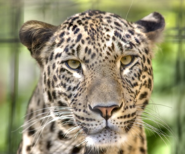 Leopard Cat Image head portrait Panthera pardus