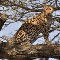 Leopard Cat Image male standing tree