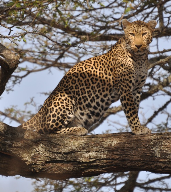 Leopard Cat Image male standing tree
