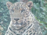 Leopard Cat Image portrait Face