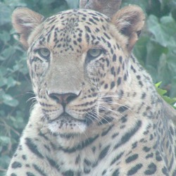 Leopard Cat Image portrait Face