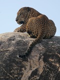 Leopard Cat Image resting laying