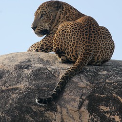 Leopard Cat Image resting laying