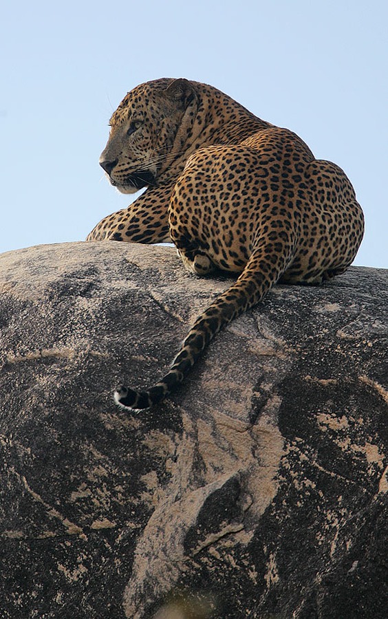 Leopard Cat Image resting laying