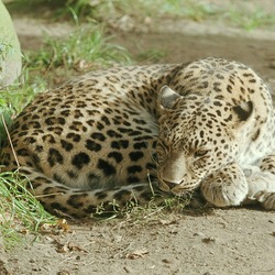 Leopard Cat Image resting sleeping