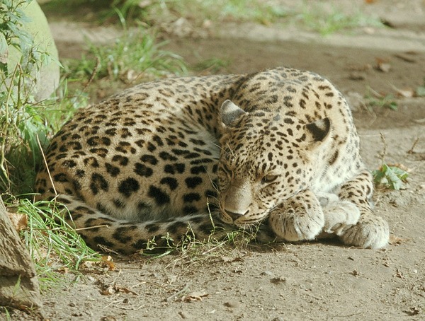 Leopard Cat Image resting sleeping