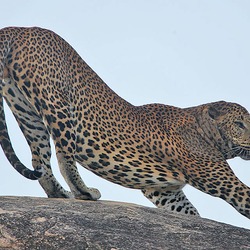 Leopard Cat Image stretch profile