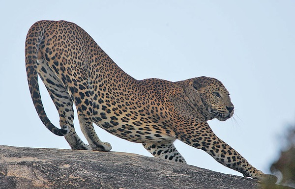 Leopard Cat Image stretch profile