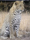 Wild Cats