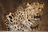 Leopard Photo Gallery