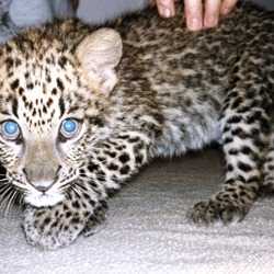 Leopard Cub Kitten Cat Image Baby spotted