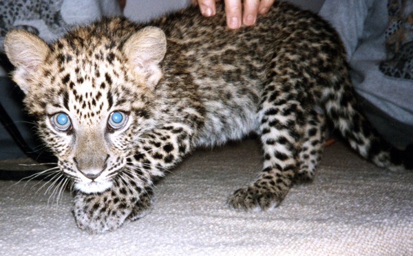 Leopard Cub Kitten Cat Image Baby spotted