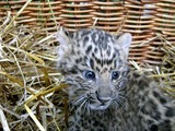 Leopardbaby kitten cub Cat Image