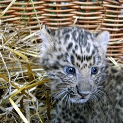 Leopardbaby kitten cub Cat Image