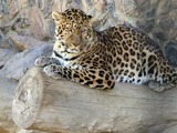 North Chinese male Leopard Cat Image