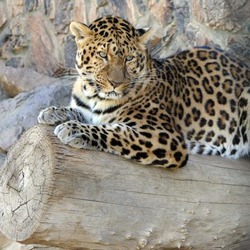 North Chinese male Leopard Cat Image