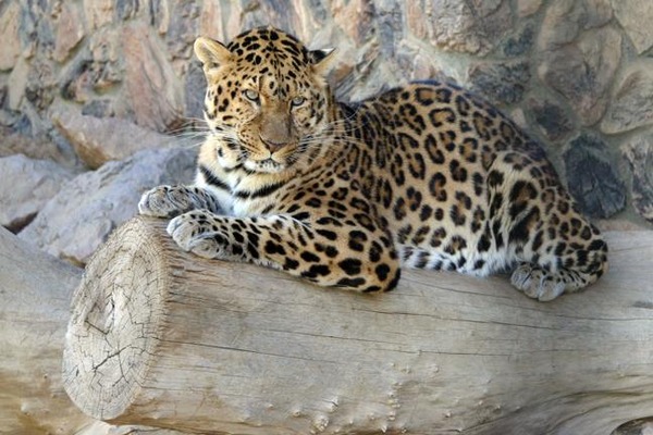 North Chinese male Leopard Cat Image