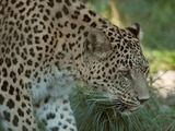 Persian Arabian Leopard Cat Image