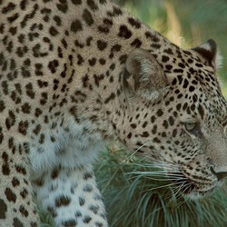 Persian Arabian Leopard Cat Image