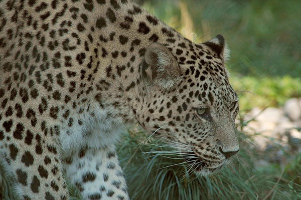 Persian Arabian Leopard Cat Image